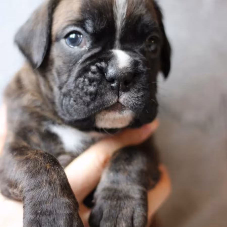 Sweet Boxer Girl Looking for a Home in Arizona (AZ)