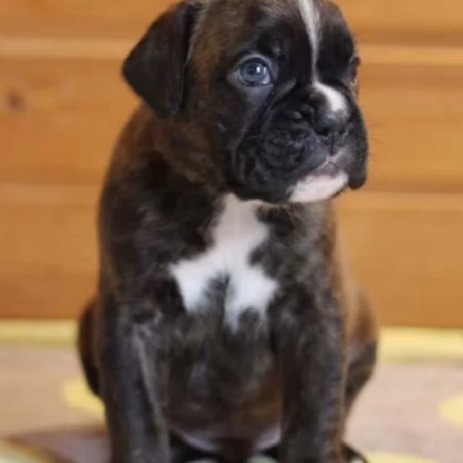 Sweet Boxer Girl Looking for a Home in Arizona (AZ)