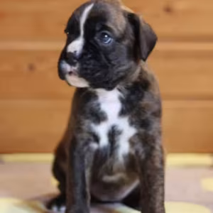 Boxer Boy for Sale in California (CA)