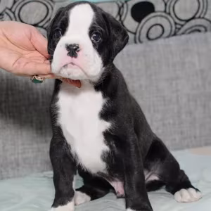 Boxer Boy for Sale in California (CA)