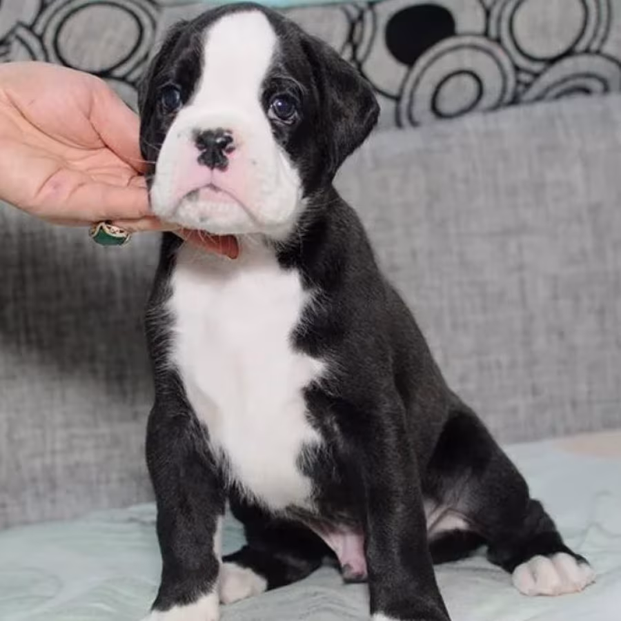 Boxer Boy for Sale in California (CA)