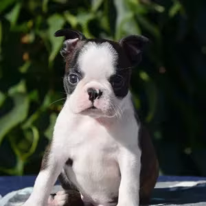 Adorable Boston Terrier Puppies for Sale!