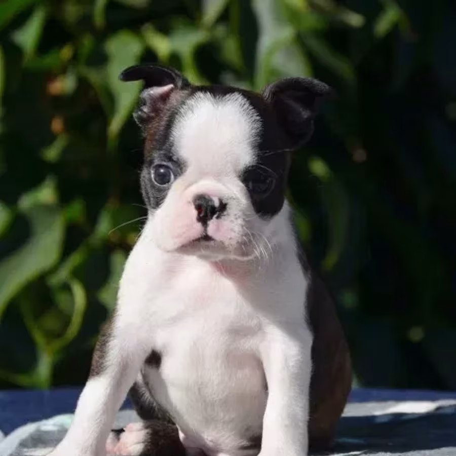 Adorable Boston Terrier Puppies for Sale!