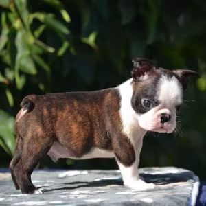 Adorable Boston Terrier Puppies for Sale!