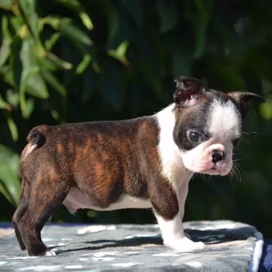 Adorable Boston Terrier Puppies for Sale!