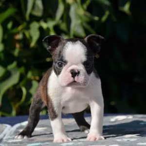 Adorable Boston Terrier Puppies for Sale!