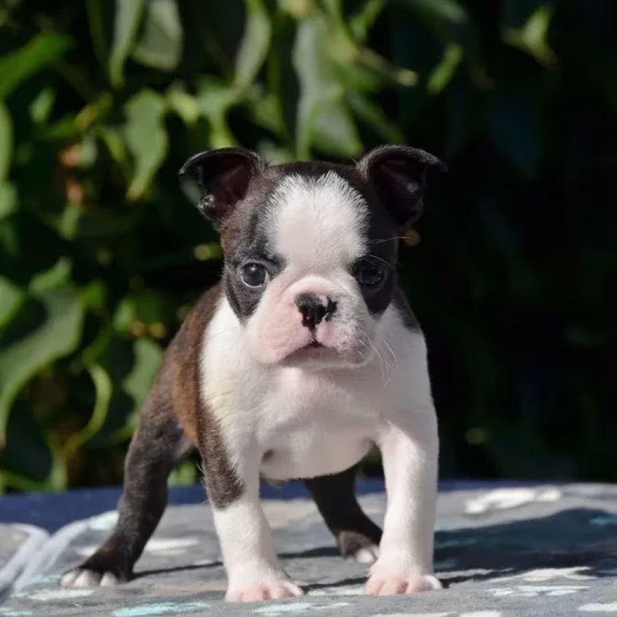 Adorable Boston Terrier Puppies for Sale!