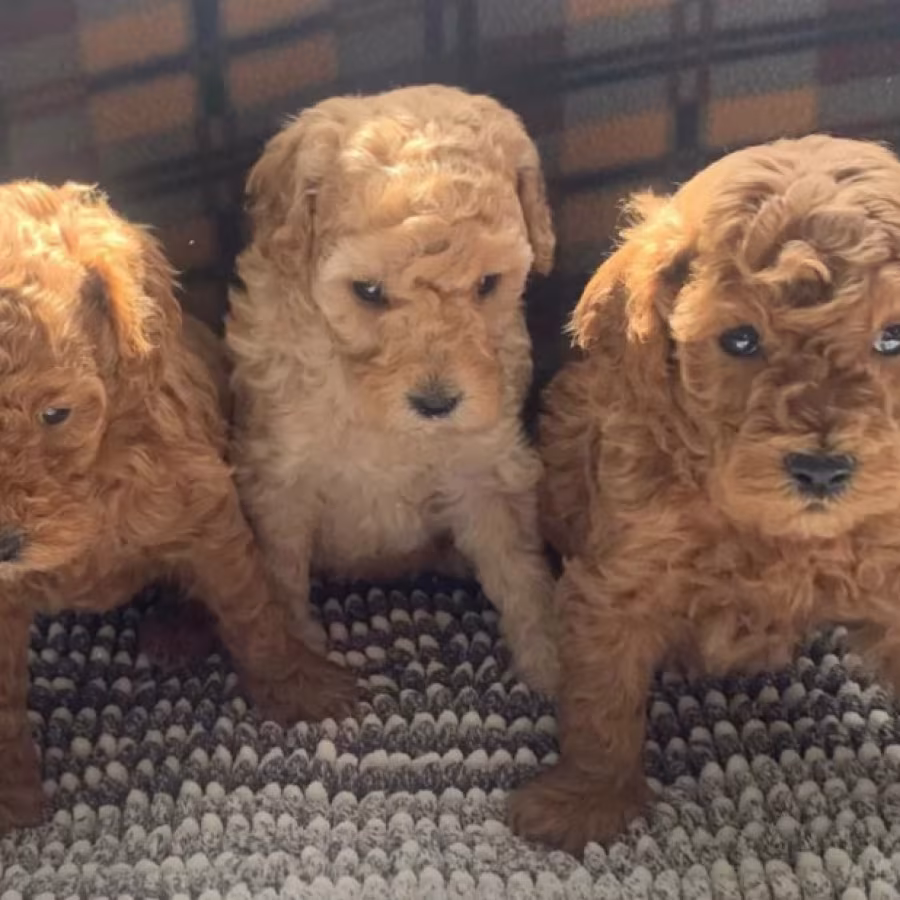 Poodle Puppies for Sale in Michigan (MI)