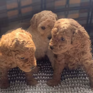 Poodle Puppies for Sale in Michigan (MI)