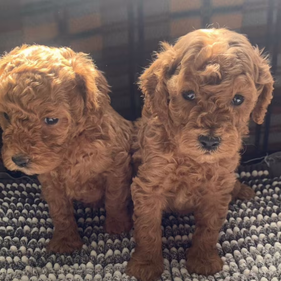 Poodle Puppies for Sale in Michigan (MI)