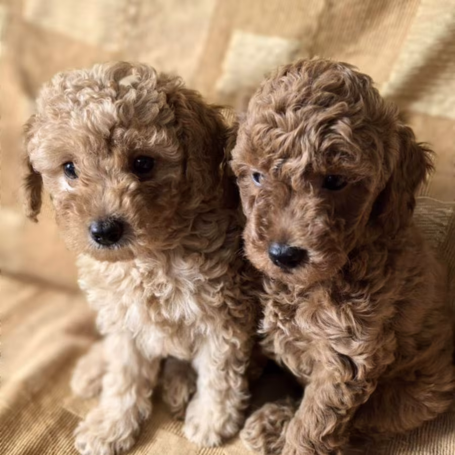 Toy Poodle Puppies Looking for a Home in Florida (FL)