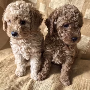 Toy Poodle Puppies Looking for a Home in Florida (FL)