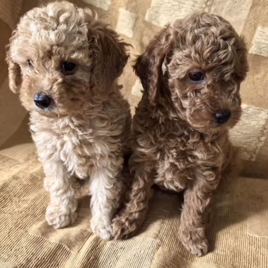 Toy Poodle Puppies Looking for a Home in Florida (FL)