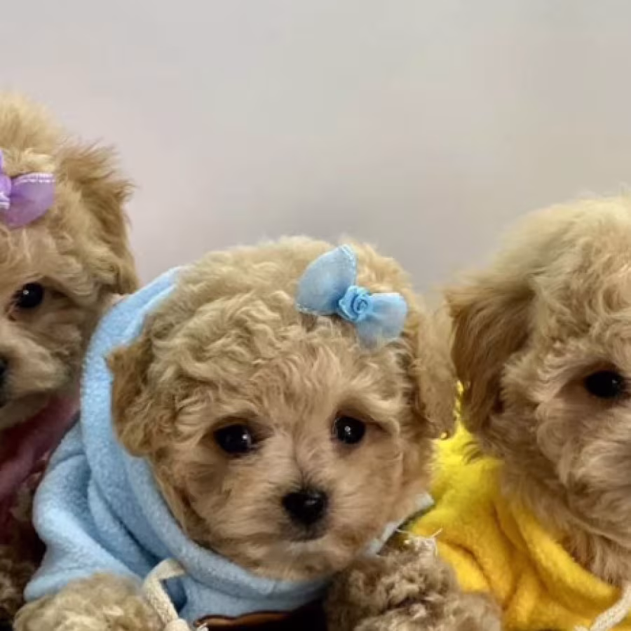 Miniature Poodle Puppies for Sale in California (CA)