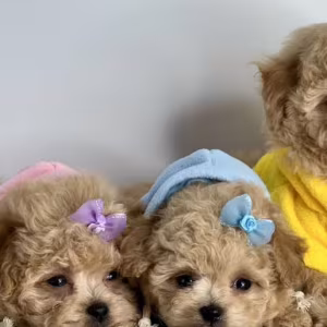 Miniature Poodle Puppies for Sale in California (CA)