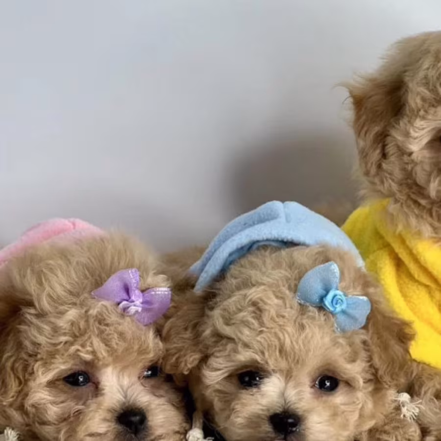 Miniature Poodle Puppies for Sale in California (CA)