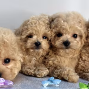 Miniature Poodle Puppies for Sale in California (CA)