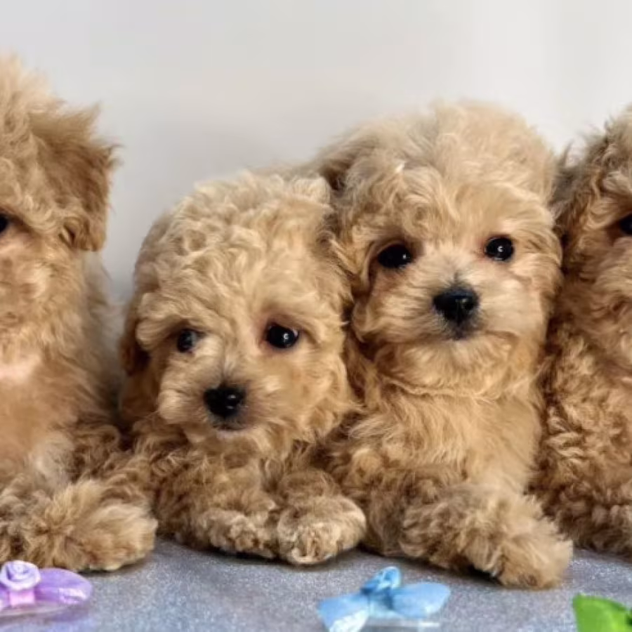 Miniature Poodle Puppies for Sale in California (CA)