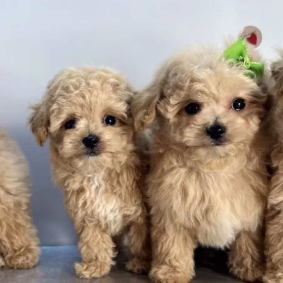 Miniature Poodle Puppies for Sale in California (CA)