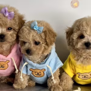 Miniature Poodle Puppies for Sale in California (CA)