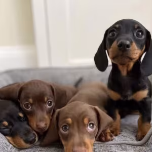 Dachshund Puppies for Sale in Colorado (CO)