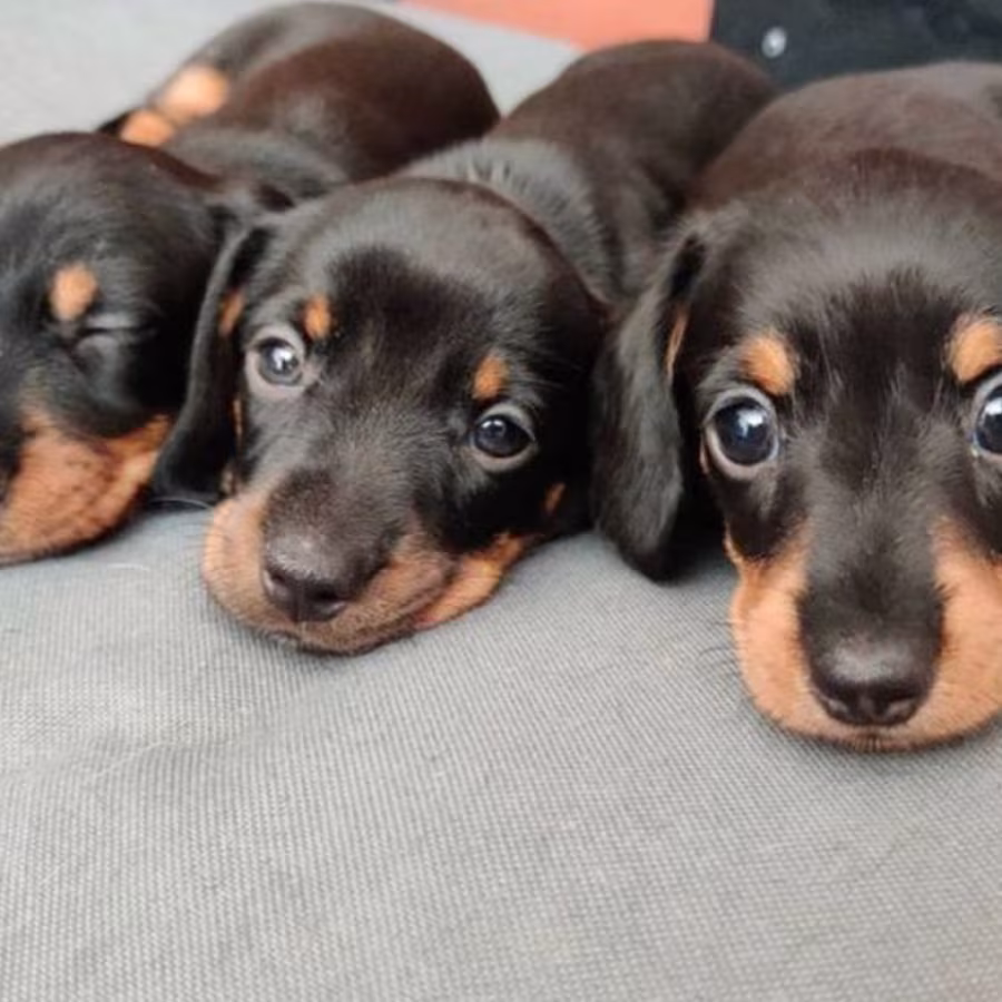 Dachshund Puppies for Sale in Colorado (CO)