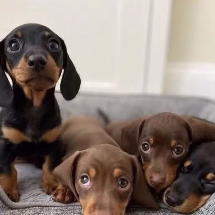 Dachshund Puppies for Sale in Colorado (CO)