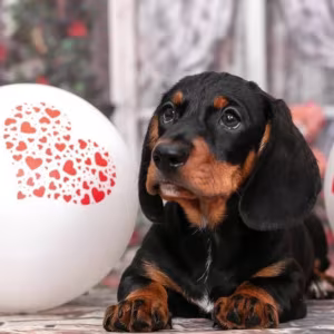 Miniature Dachshund Girl Looking for a Home in New York (NY)