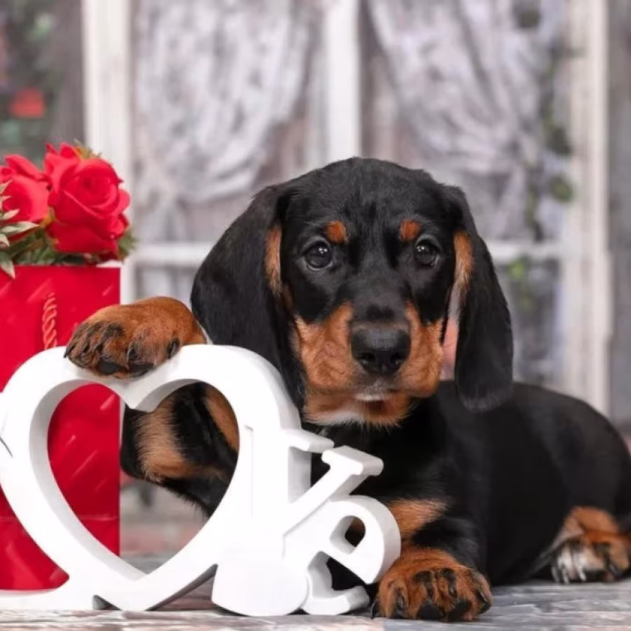 Miniature Dachshund Girl Looking for a Home in New York (NY)