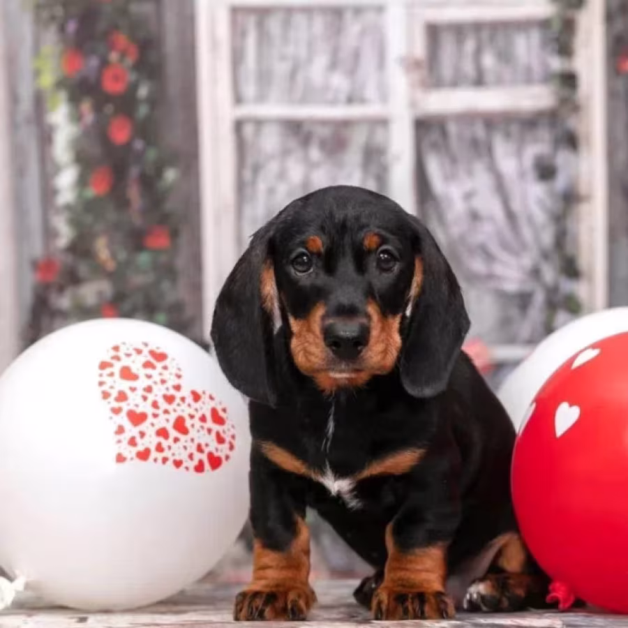Miniature Dachshund Girl Looking for a Home in New York (NY)