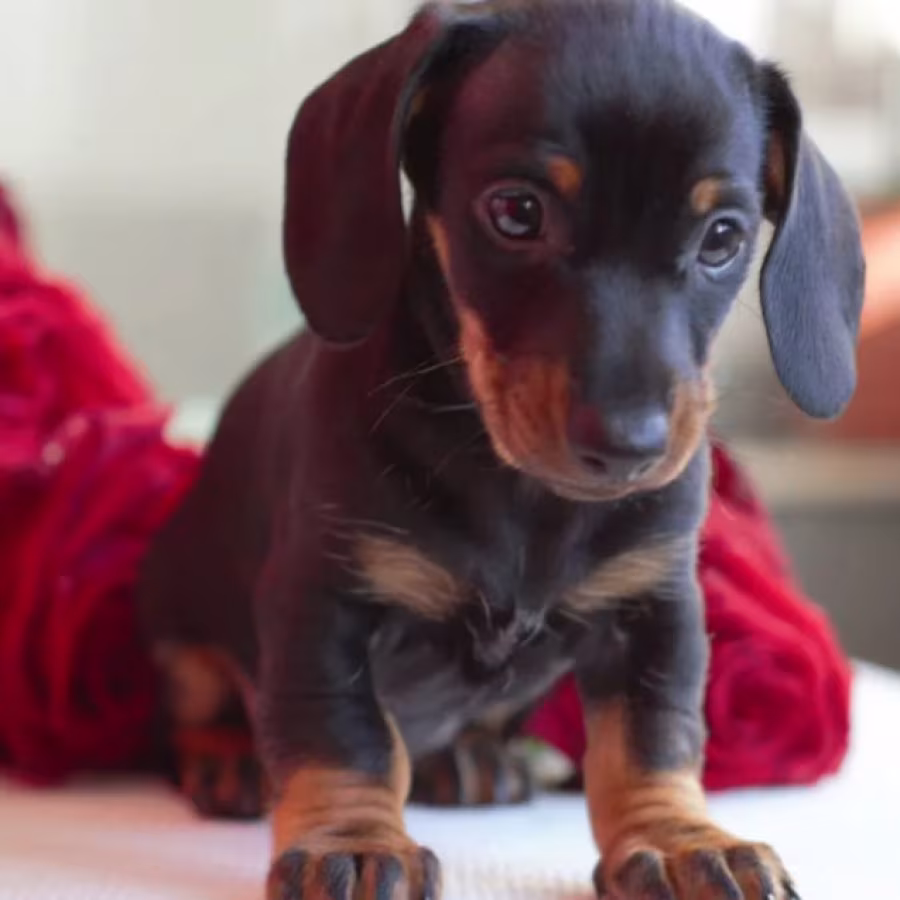 Dachshund Puppies for Sale in Michigan (MI)