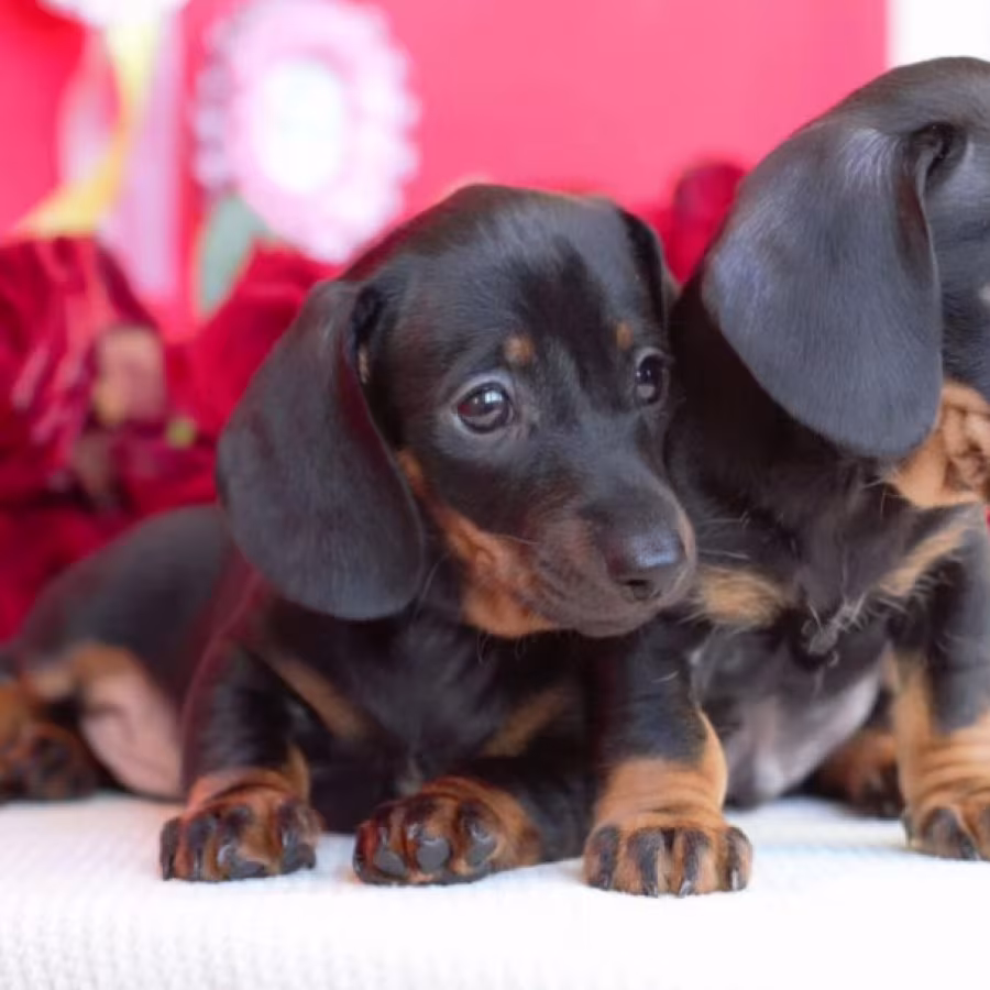 Dachshund Puppies for Sale in Michigan (MI)