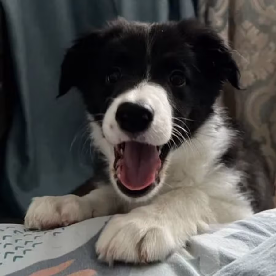 Collie Puppies for Sale in Texas (TX)