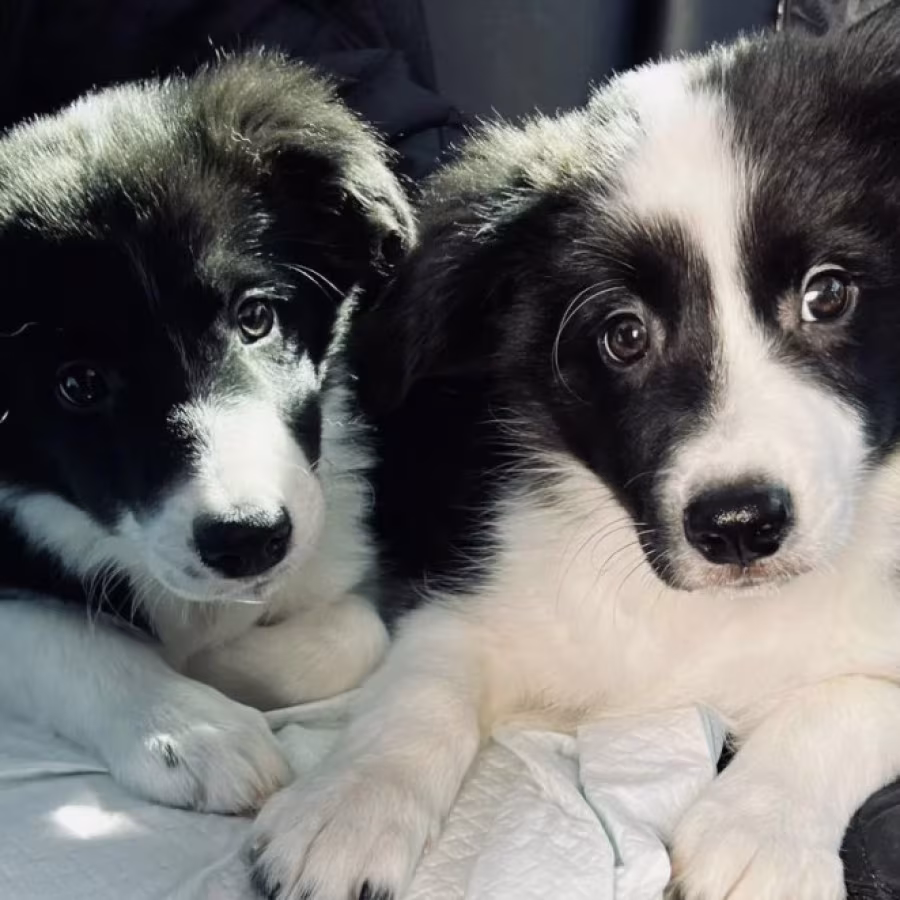 Collie Puppies for Sale in Texas (TX)