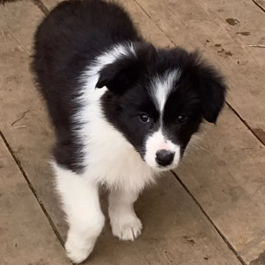 Collie Puppies for Sale in Texas (TX)