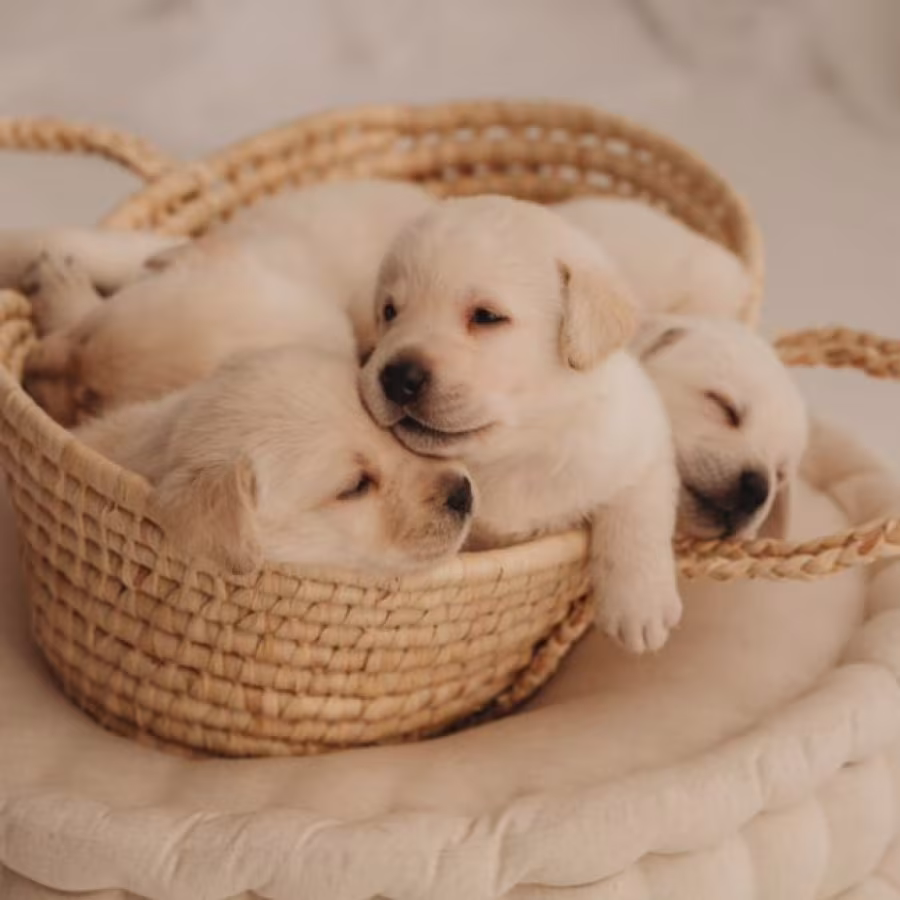 Labrador Retriever Puppies for Sale in Oregon (OR)