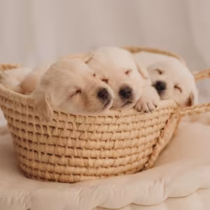 Labrador Retriever Puppies for Sale in Oregon (OR)