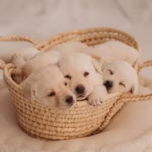 Labrador Retriever Puppies for Sale in Oregon (OR)