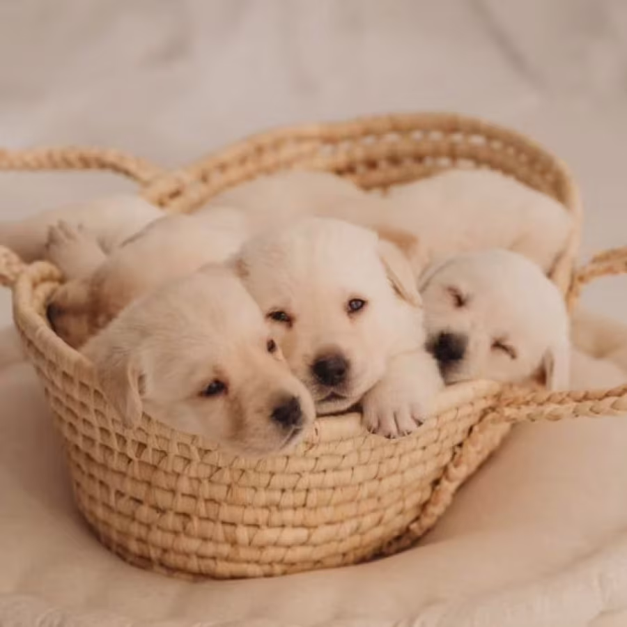Labrador Retriever Puppies for Sale in Oregon (OR)