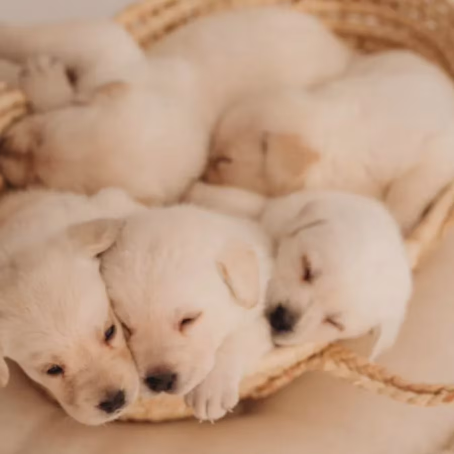 Labrador Retriever Puppies for Sale in Oregon (OR)