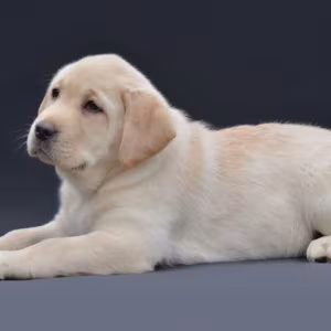 Young Labrador Retriever Girl for Sale in Arizona (AZ)