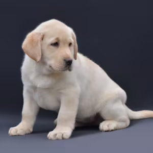 Young Labrador Retriever Girl for Sale in Arizona (AZ)