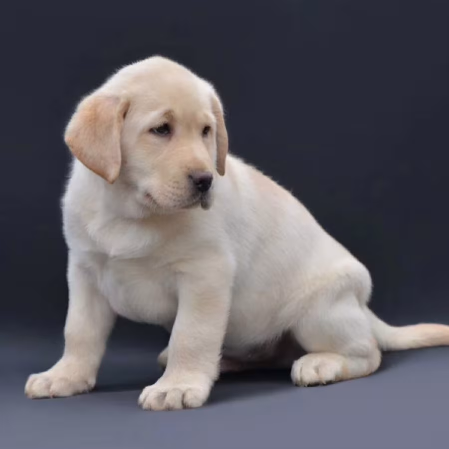 Young Labrador Retriever Girl for Sale in Arizona (AZ)