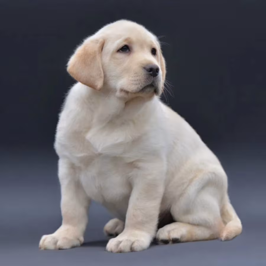 Young Labrador Retriever Girl for Sale in Arizona (AZ)