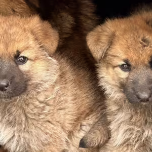 German Shepherd Puppies for Sale in Pennsylvania (PA)