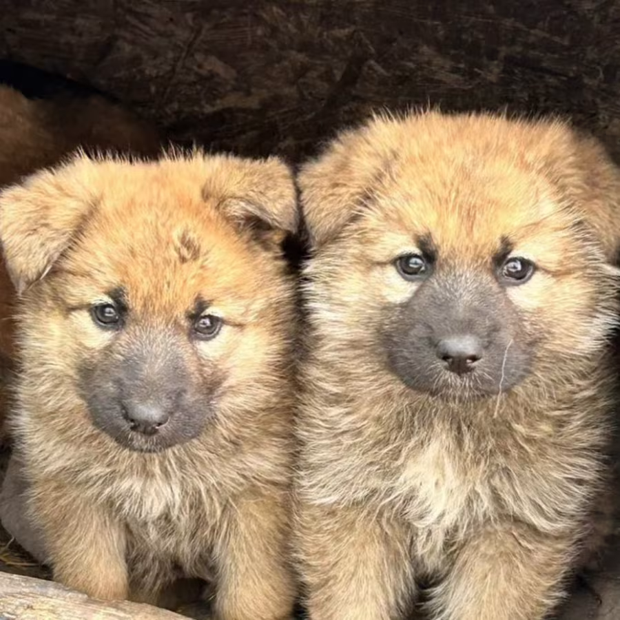 German Shepherd Puppies for Sale in Pennsylvania (PA)