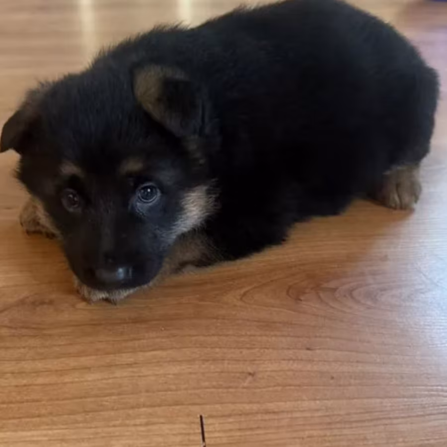 German Shepherd Female Puppy Available in Texas (TX)