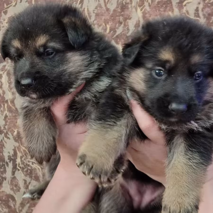 German Shepherd Male and Female Puppies Ready for a New Home in Tex...