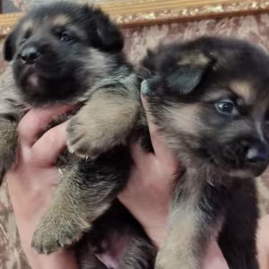 German Shepherd Male and Female Puppies Ready for a New Home in Tex...