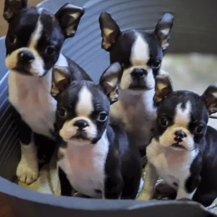Boston Terrier Puppies for Sale in Texas (TX)